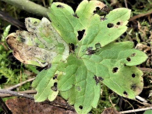 Réf. 316 756 : Phytomyza ranunculi